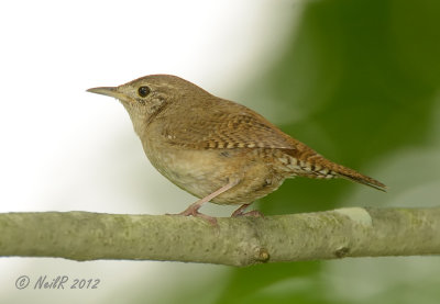 House Wren DSCN_277083.JPG