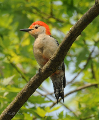 Woodpecker, Red-bellied  DSCN_277719.JPG