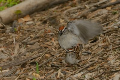 Sparrow, Chipping [mating] DSCN_277788D.JPG