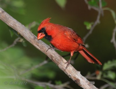 Cardinal [male]DSCN_277664.JPG