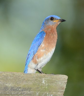 Bluebird, Eastern DSCN_202125.JPG