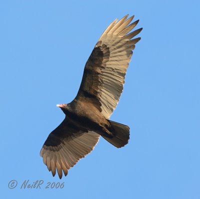 Vulture, Turkey DSCN_71817.JPG