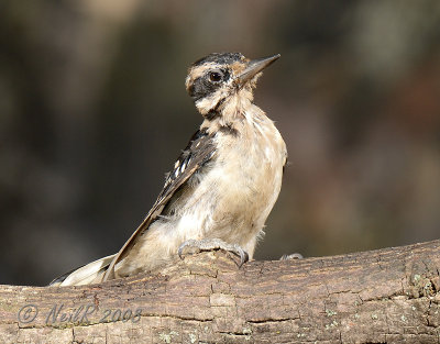 Woodpecker, Hairy DSCN_119913.JPG