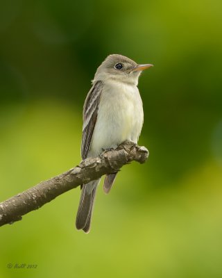 Alder Flycatcher June 2 2012