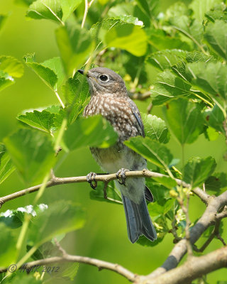 Juvenile Eastern Bluebird DSCN_278638.JPG