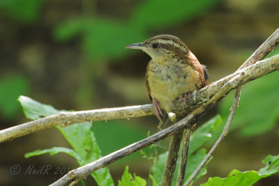 Carolina Wren DSCN_278723.JPG