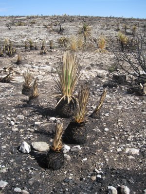 Burned Cactus at Carlsbad.JPG