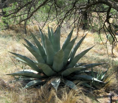 That's some cactus.JPG