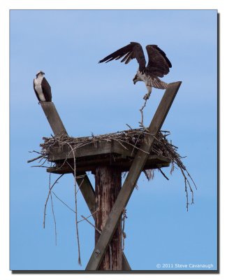 Osprey in Tukwila WA