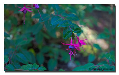 Botanical Gardens, Bellevue WA - 10-18-11