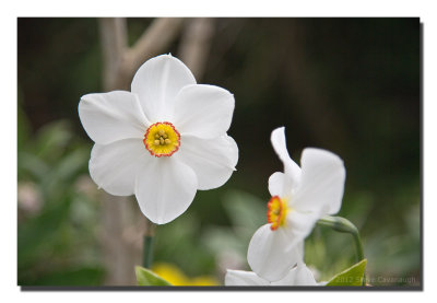 Botanical Gardens, April 17, 2012