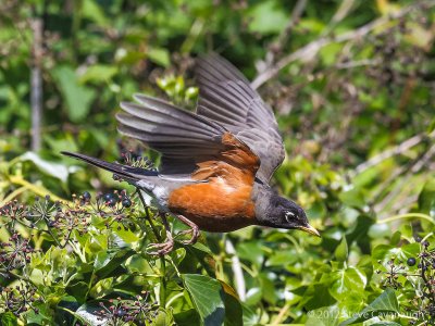 Another Robin at the Slough, May 11, 2012