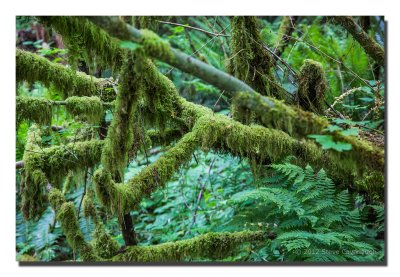 Cougar Mountain Regional Wildlands Park on June 3, 2012