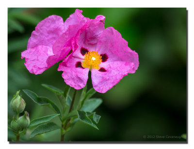 20120617_3a7b4259.jpg