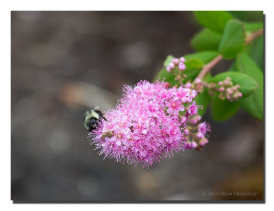 20120617_3a7b4288.jpg
