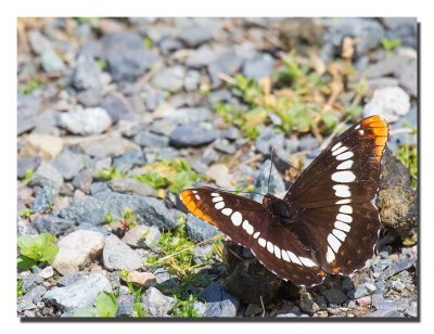 Bird shots from June 27, 2012