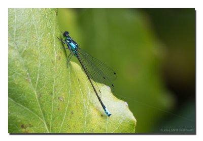 Variety of nature shots from the past week...