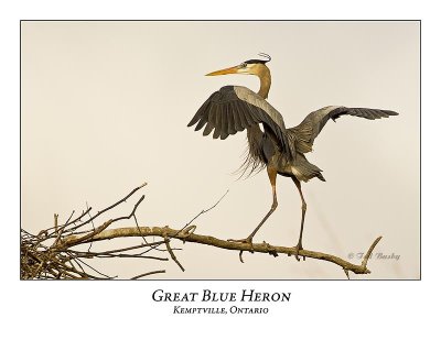 Great Blue Heron-078
