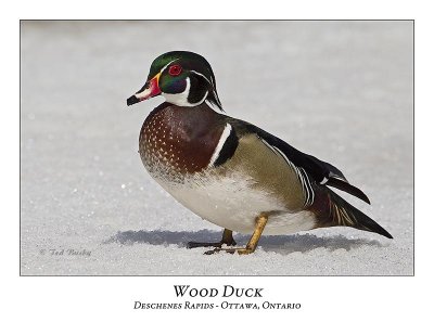Wood Duck-008