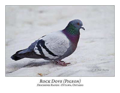 Rock Dove-001