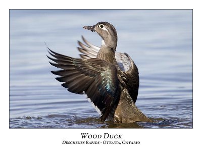 Wood Duck-009
