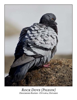 Pigeon-002