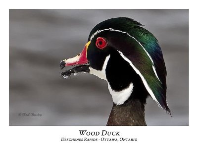 Wood Duck-010