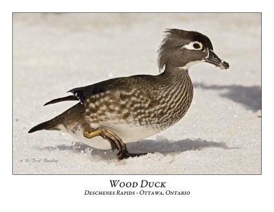 Wood Duck-011