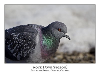 Pigeons / Doves