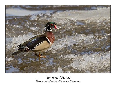 Wood Duck-013