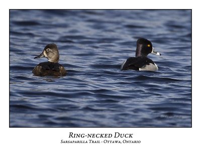 Ring-necked Duck-003