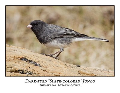 Slate-colored Junco-006