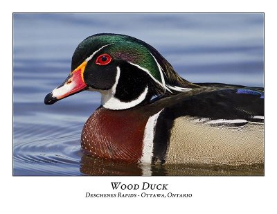 Wood Duck-014