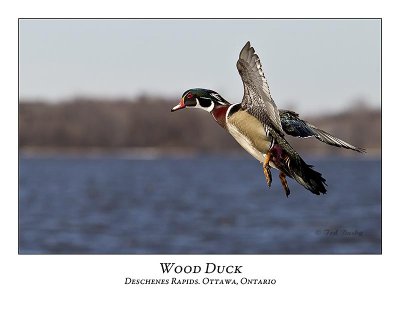 Wood Duck-016