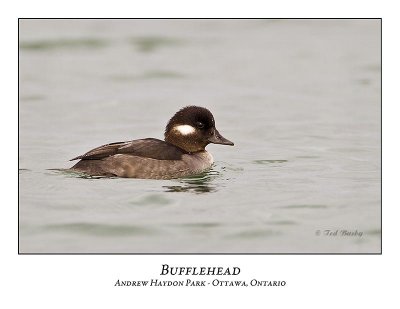 Bufflehead-001