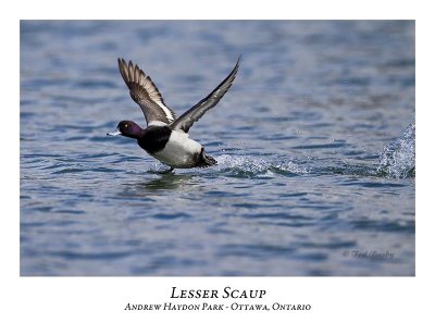 Lesser Scaup-015