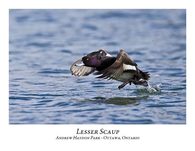 Lesser Scaup-016