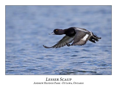 Lesser Scaup-017