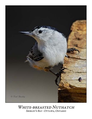 White-breasted Nuthatch-009