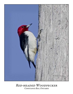 Red-headed Woodpecker-005