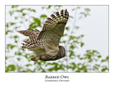 Barred Owl-030