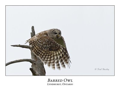 Barred Owl-031