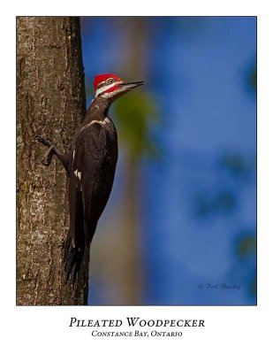 Pileated Woodpecker-017