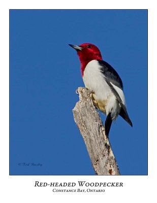 Red-headed Woodpecker-006