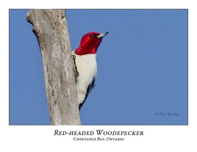 Red-headed Woodpecker-007