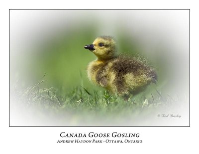 Canada Goose-018