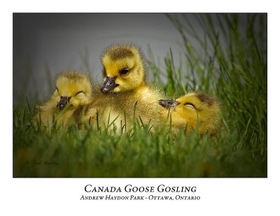 Canada Goose-019