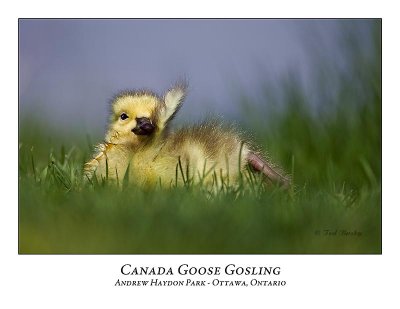 Canada Goose-020