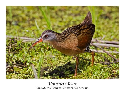 Virginia Rail-019