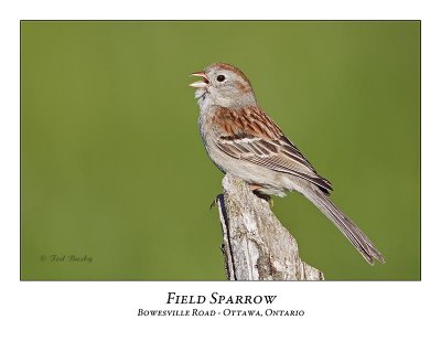 Field Sparrow-006